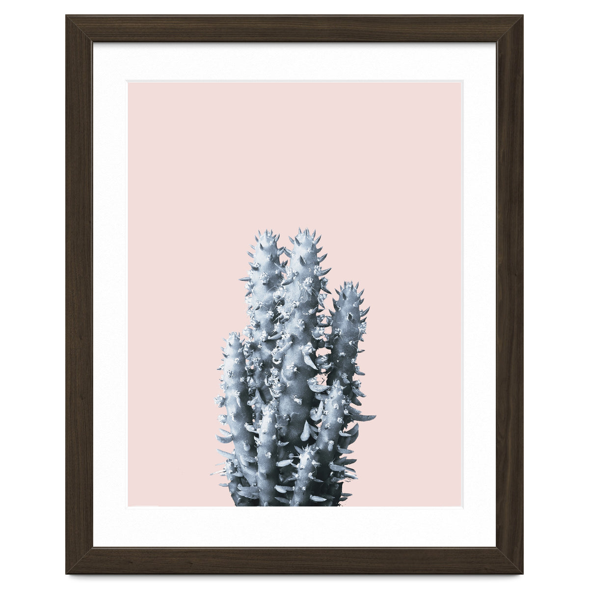 Cactus collection BL-III