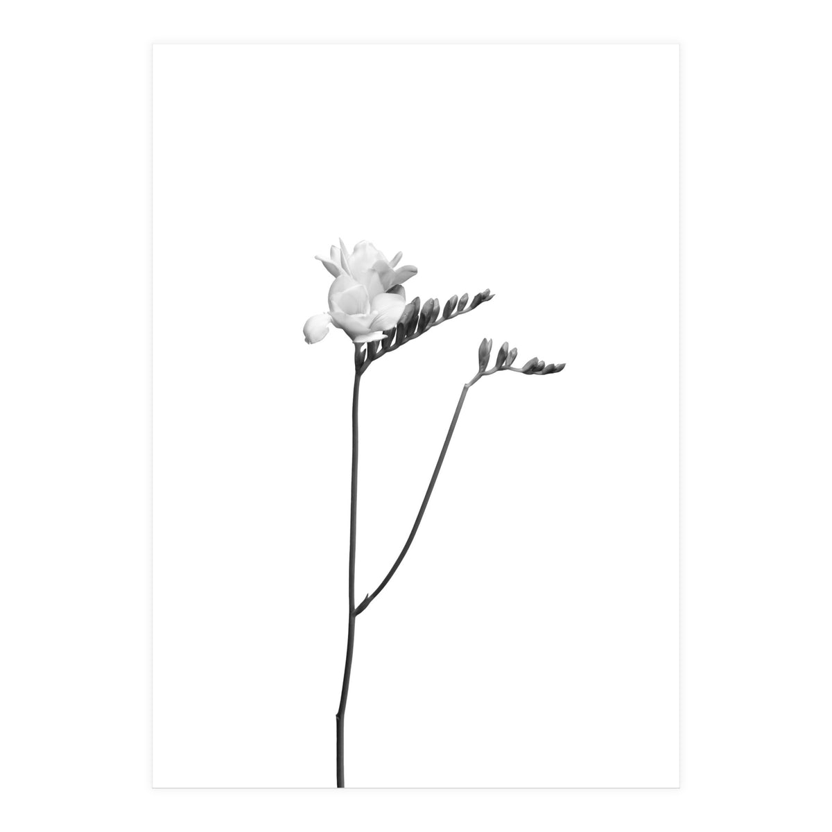 Freesia | bright design (Print Only)
