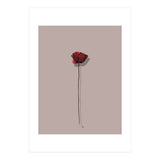 Poppy (Print Only) thumbnail