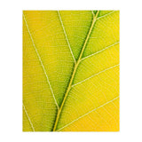 Autumn Leaf (Print Only) thumbnail