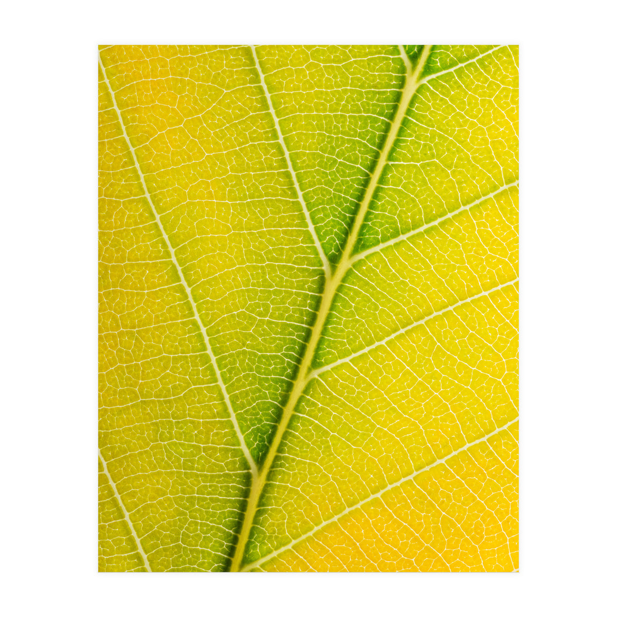 Autumn Leaf (Print Only)