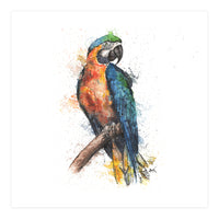 Parrot - Wildlife Collection (Print Only)