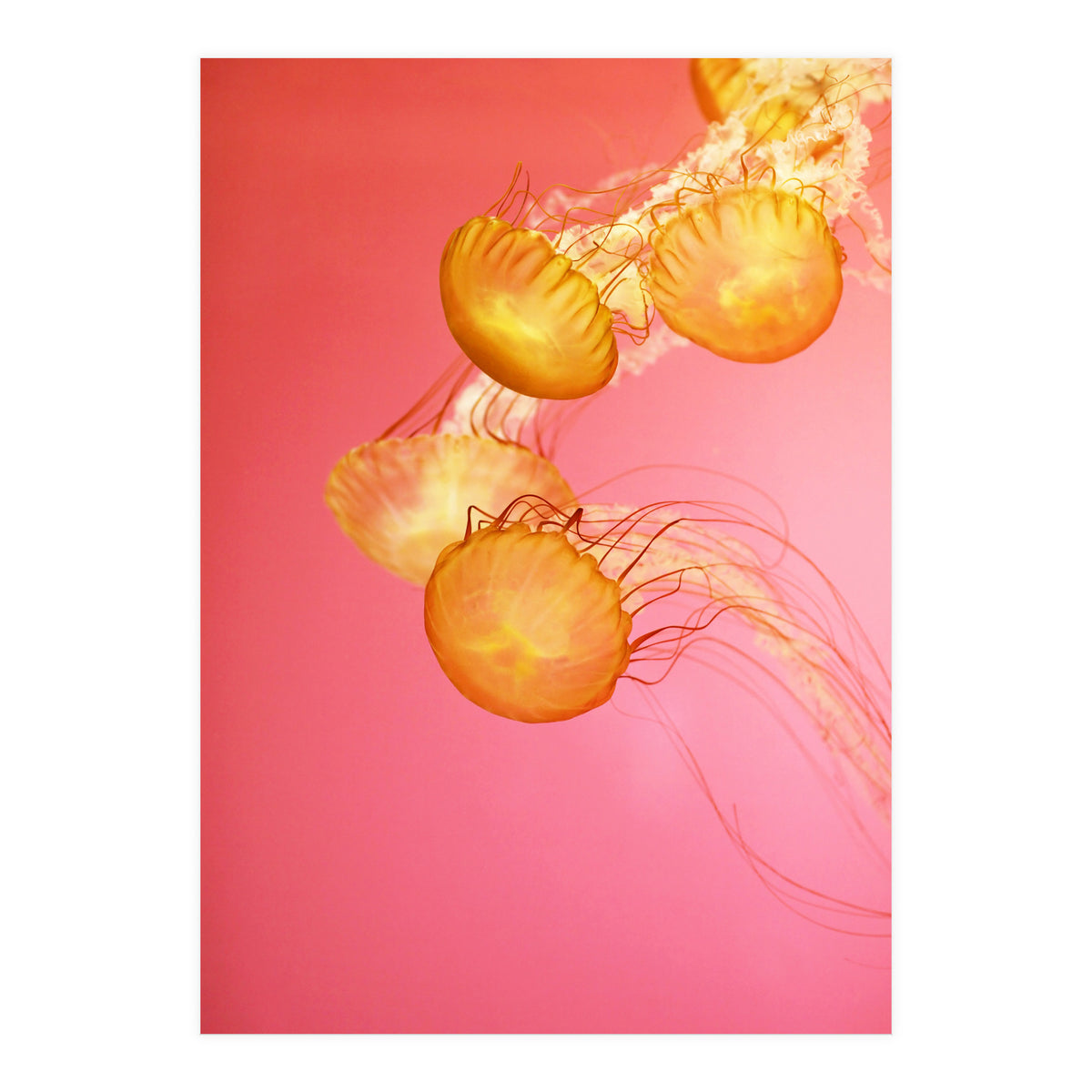 Jelly #3  (Print Only)