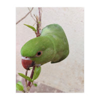 My Cute Parrot (Print Only)