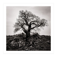 Gnarled Tree (Print Only)