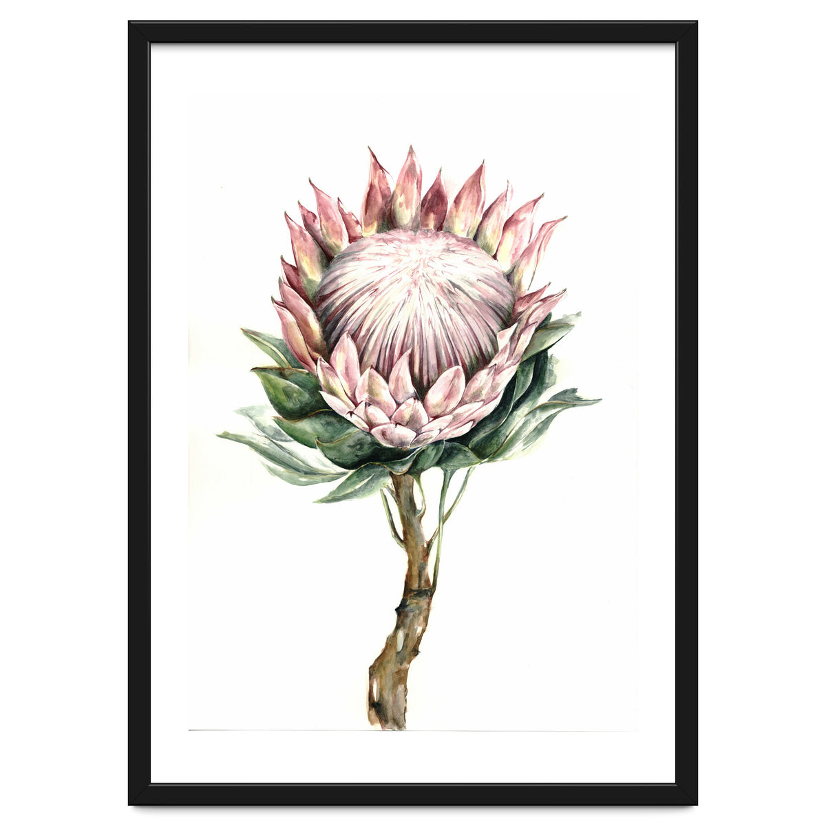 Protea