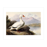 White Duck on the Lake Shore Vintage Painting (Print Only) thumbnail