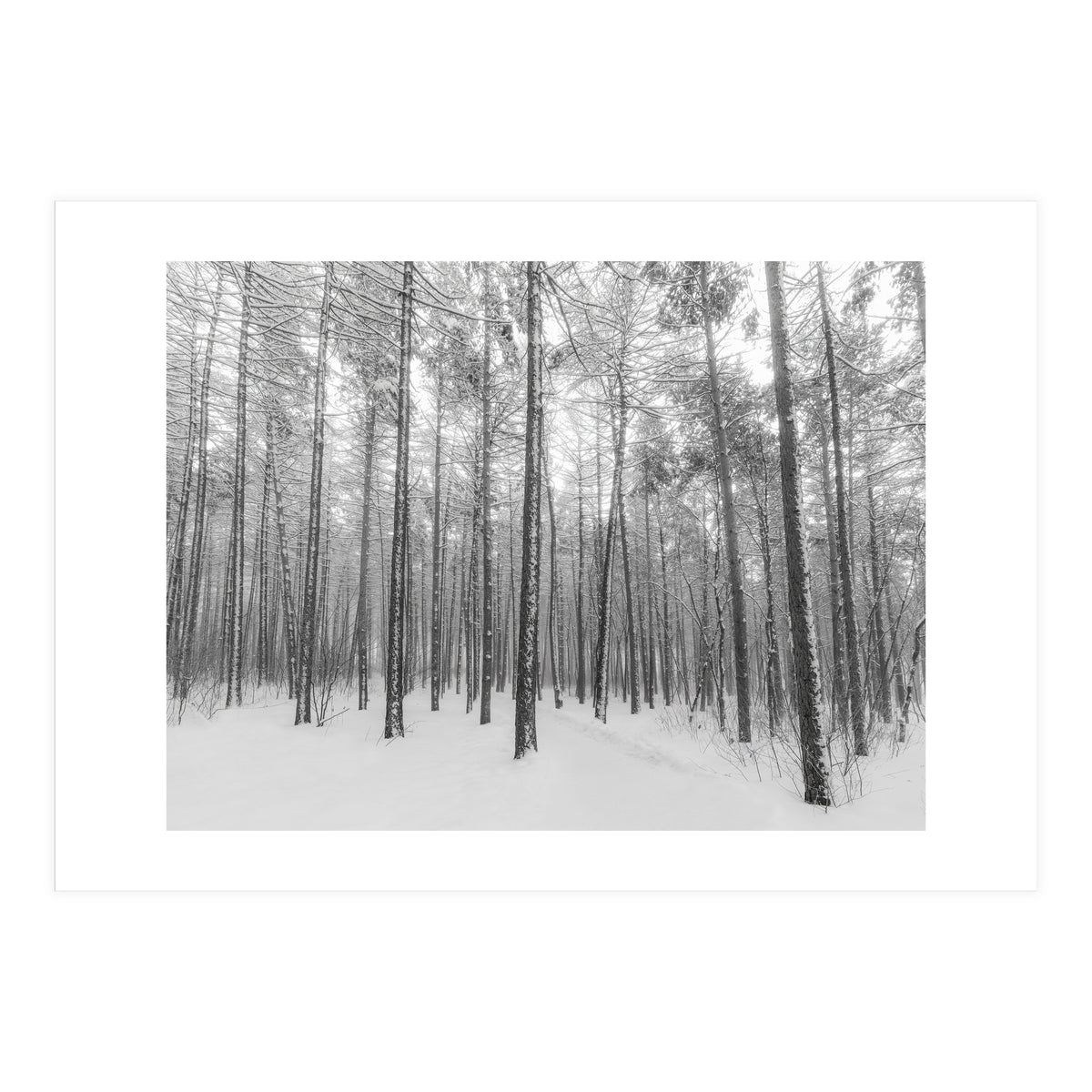 Let It Snow Forest (Print Only)