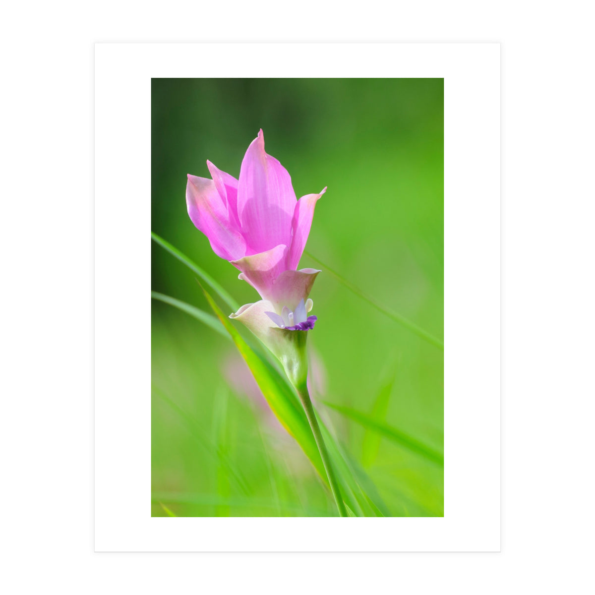 Nature 4000x6000 (12) (Print Only)