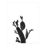 Cactus Black And White 02 (Print Only) thumbnail