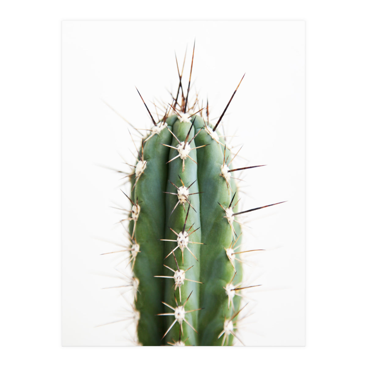 Cacti (Print Only)