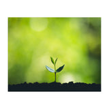 Plant in Nature (Print Only) thumbnail