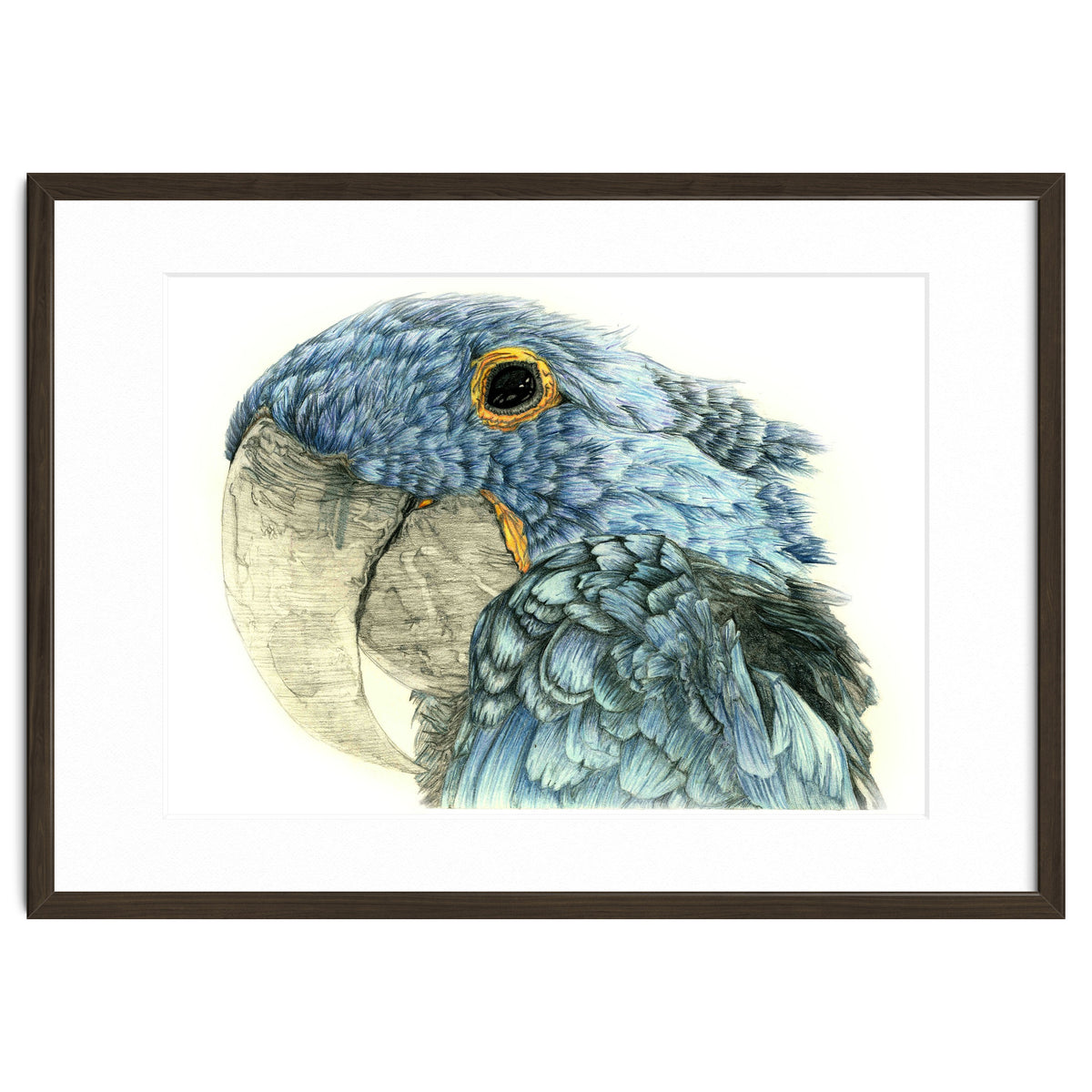 Blue Parrot