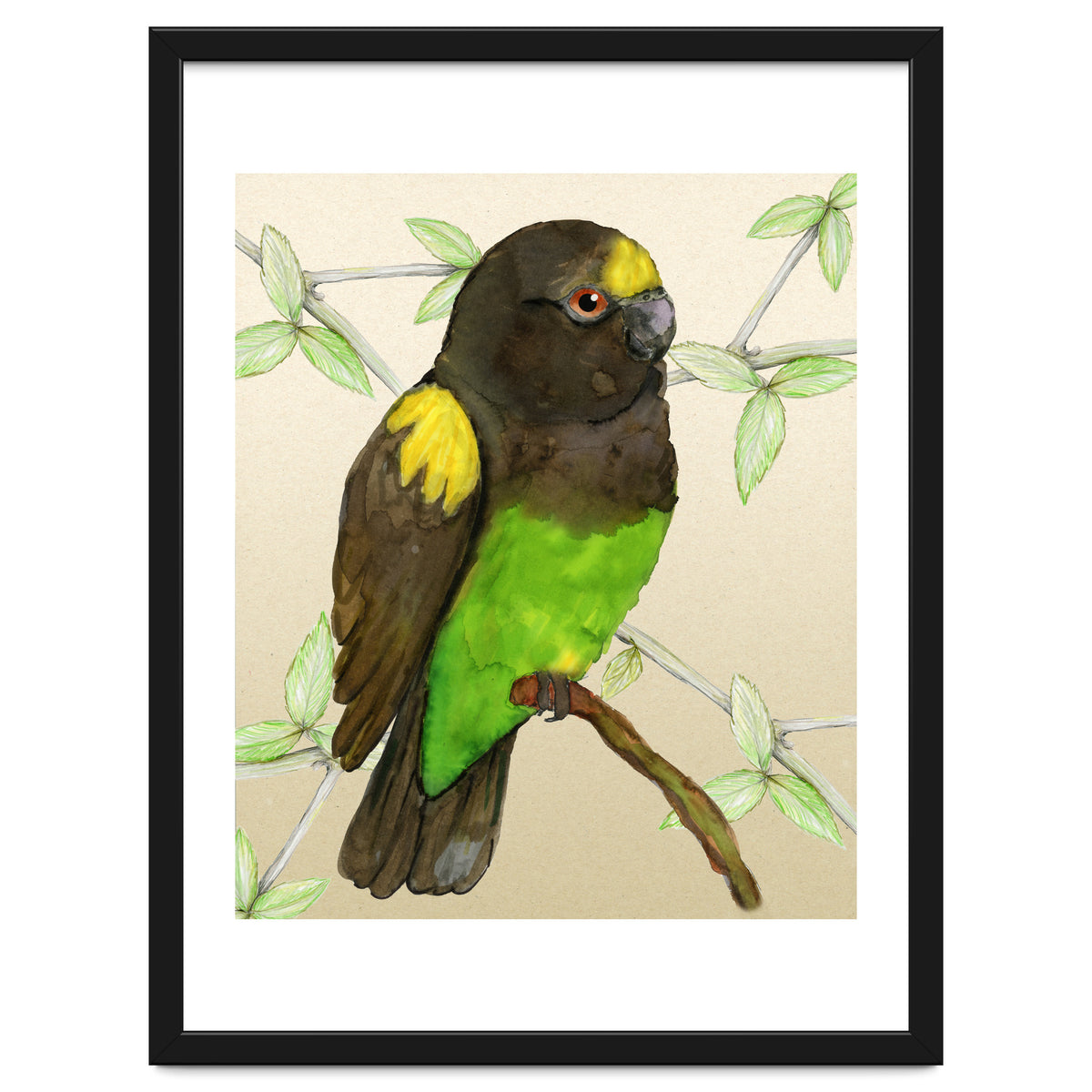 Meyer's parrot watercolor