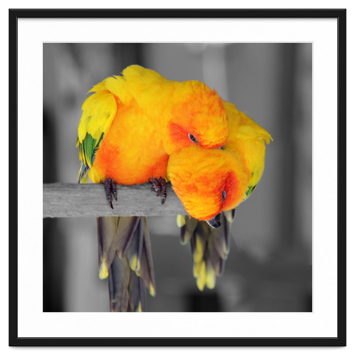 Two sun conures
