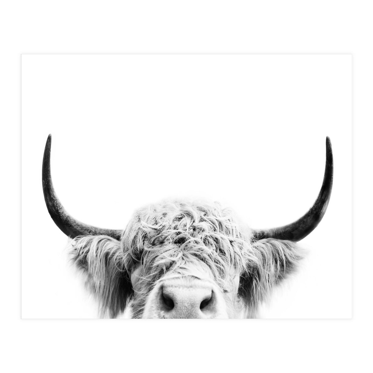 Peeking cow BW (Print Only)