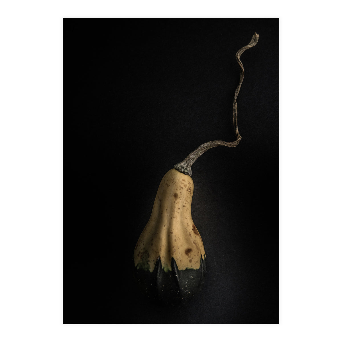 Gourds No 12 Color Version (Print Only)