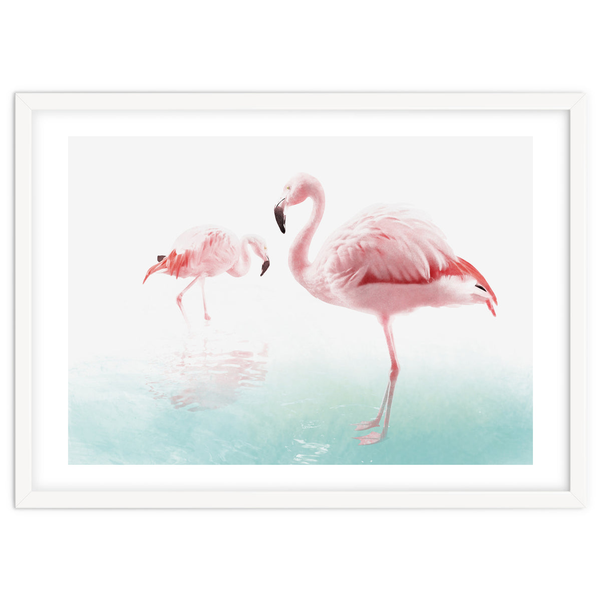 Flamingos