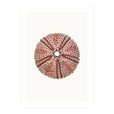 Cc Shell 04 (Print Only) thumbnail