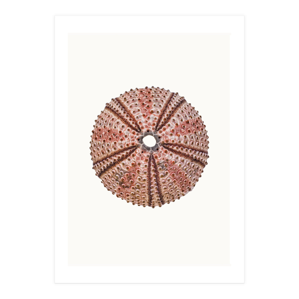 Cc Shell 04 (Print Only)