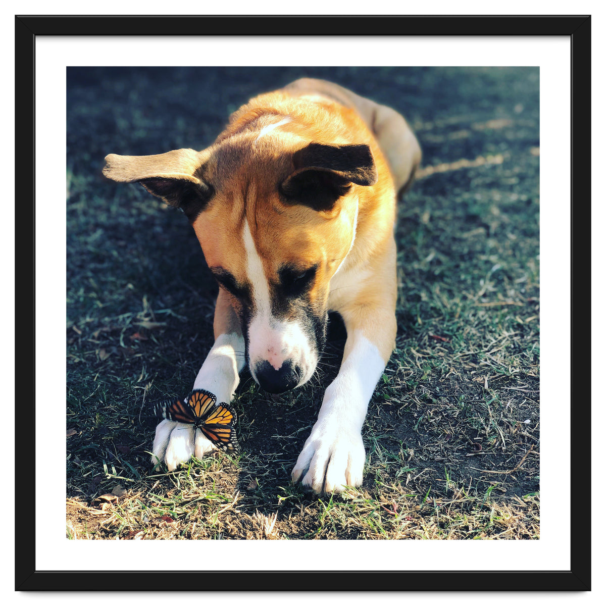 Cooper With Butterfly