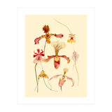 Orchids #2 (Print Only) thumbnail