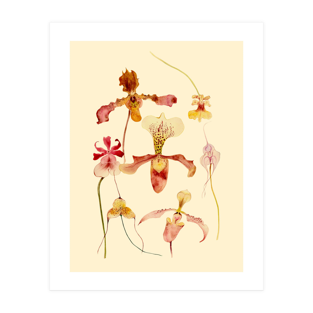 Orchids #2 (Print Only)