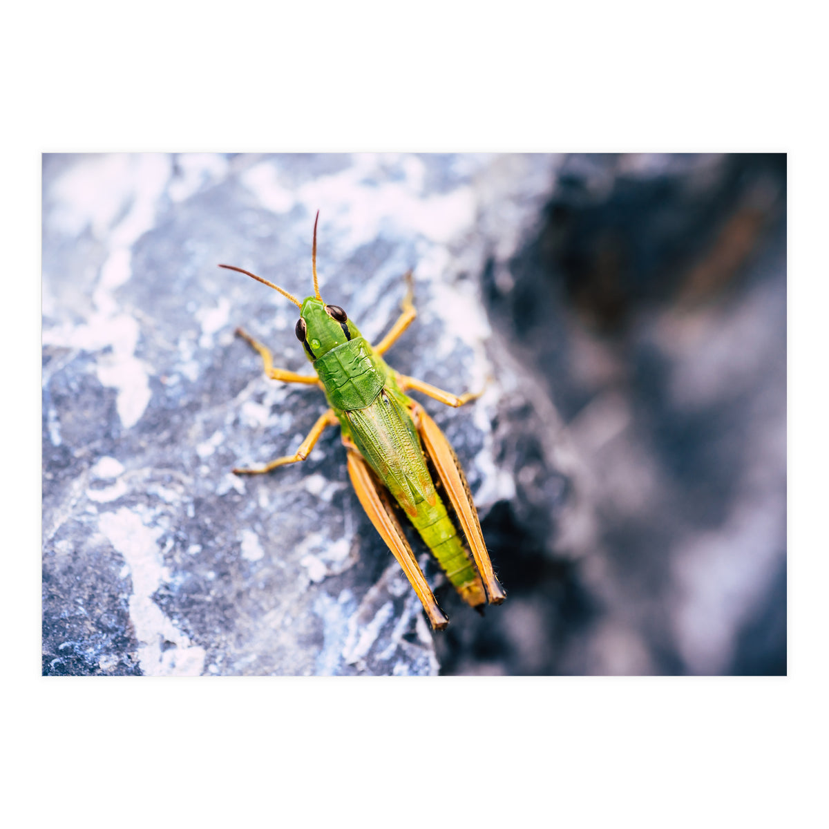 Acid Green (Print Only)