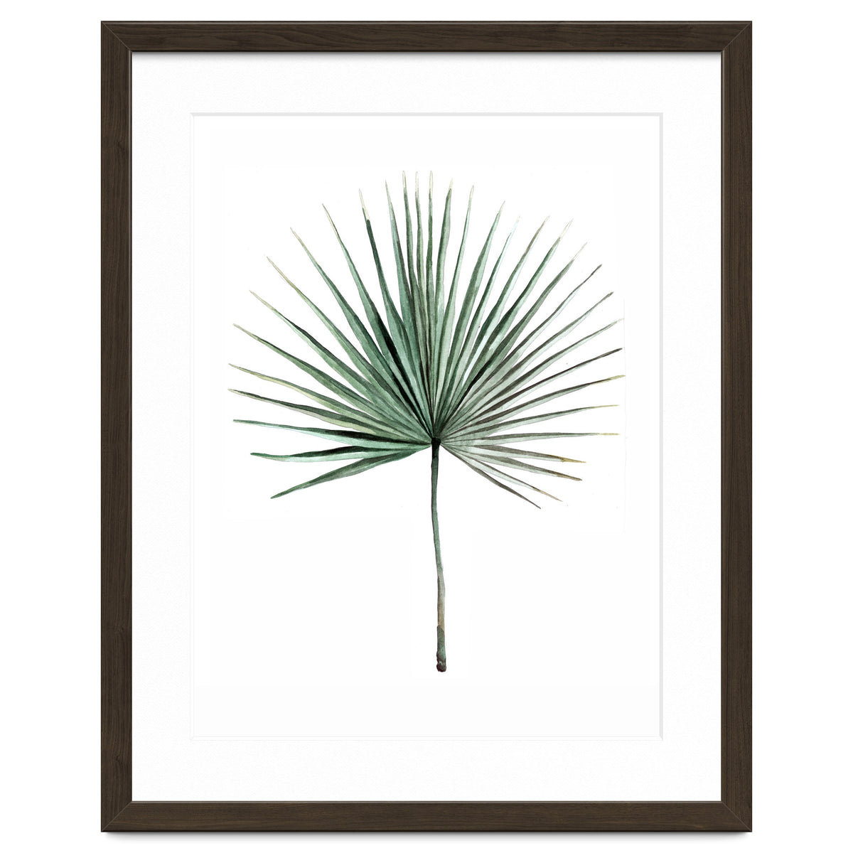 Botanical Illustration Fanpalm