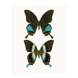 Cc Butterflies 02 (Print Only) thumbnail