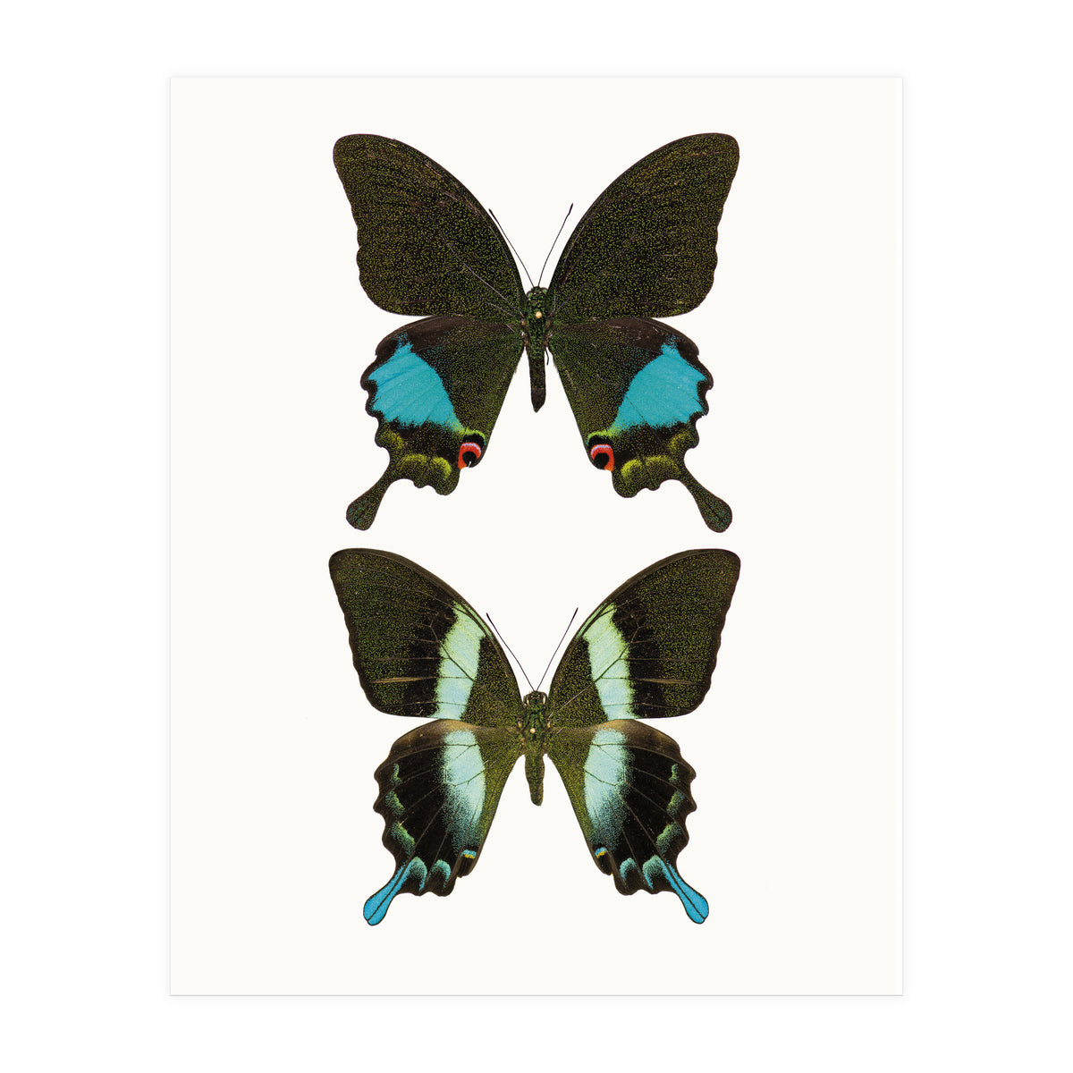 Cc Butterflies 02 (Print Only)