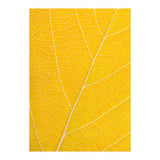Autumn Leaf (Print Only) thumbnail