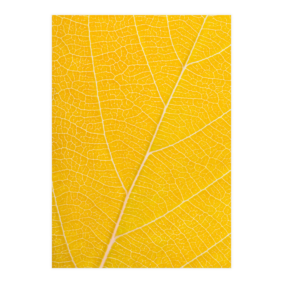Autumn Leaf (Print Only)