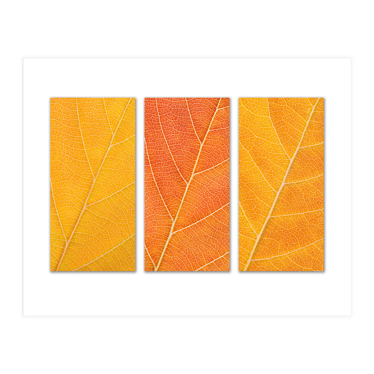 Autumn Leaves (Print Only)