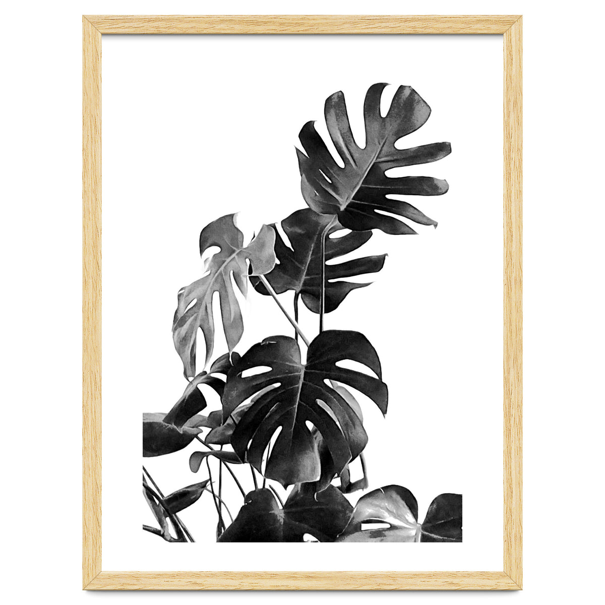 Monstera Black And White 09