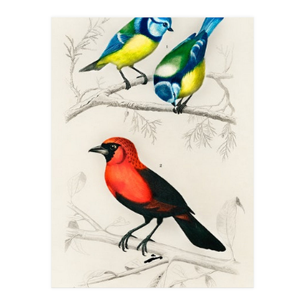 Different types of birds illustrated (Print Only)