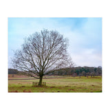 Young Oak Tree in Winter  (Print Only) thumbnail