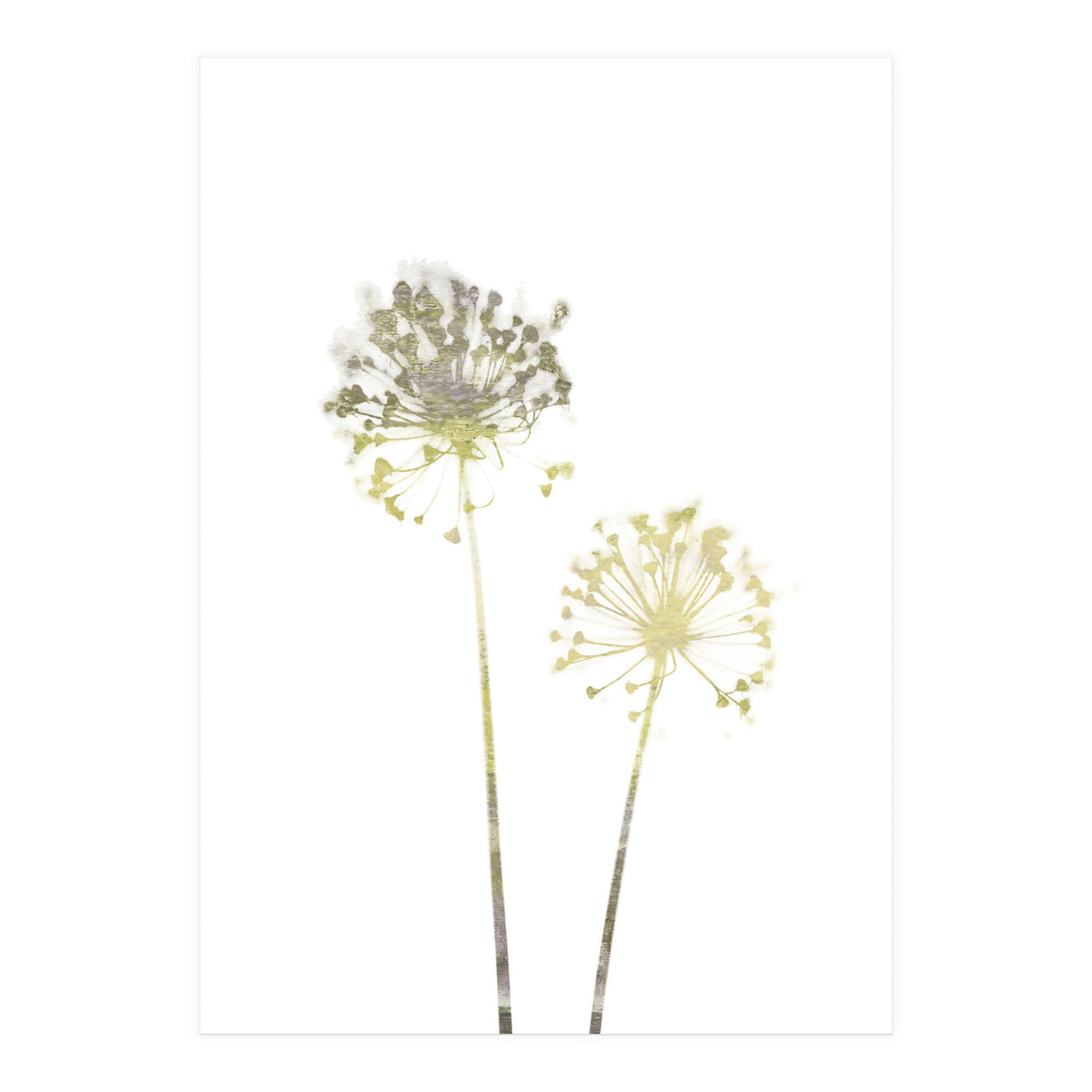 Neutral Dandelions (Print Only)