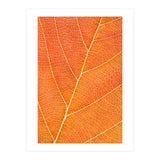 Autumn Leaf (Print Only) thumbnail