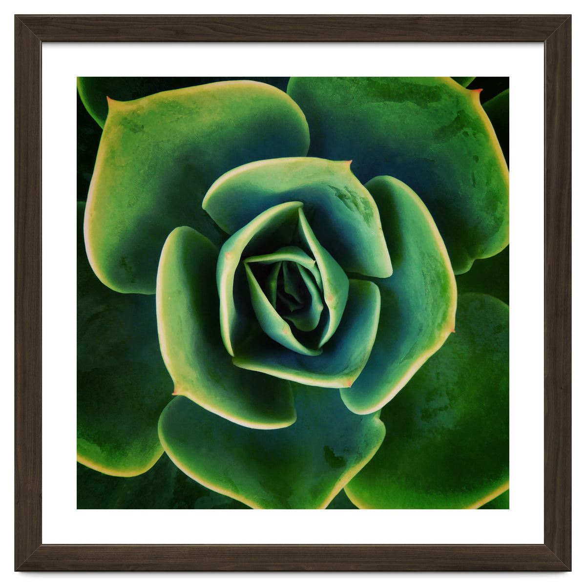 DARKSIDE OF SUCCULENTS XIII