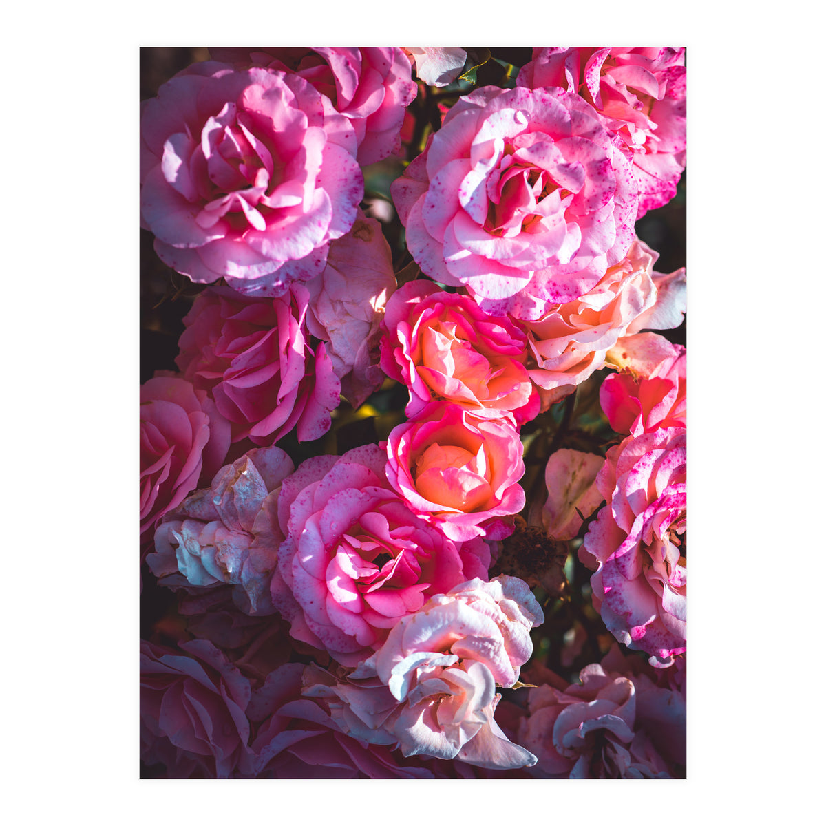 Rose Flowers  (Print Only)
