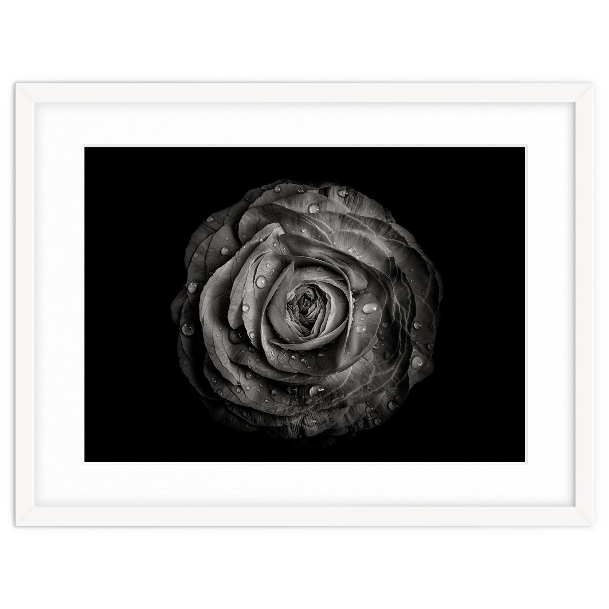 Backyard Flowers In Black And White 72