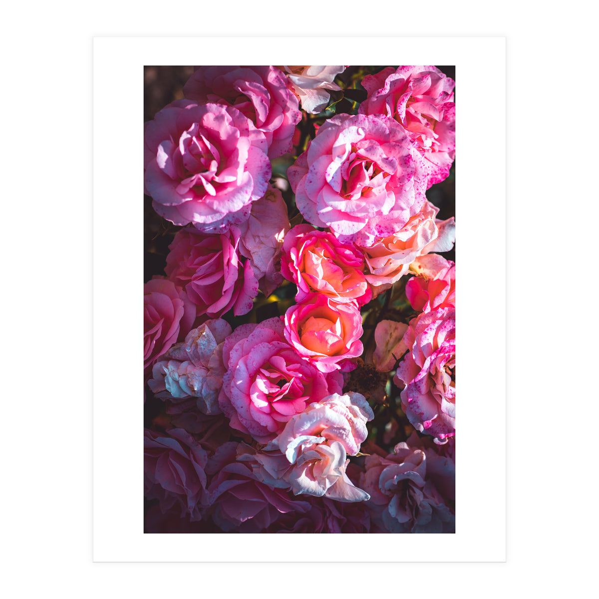 Rose Flowers  (Print Only)