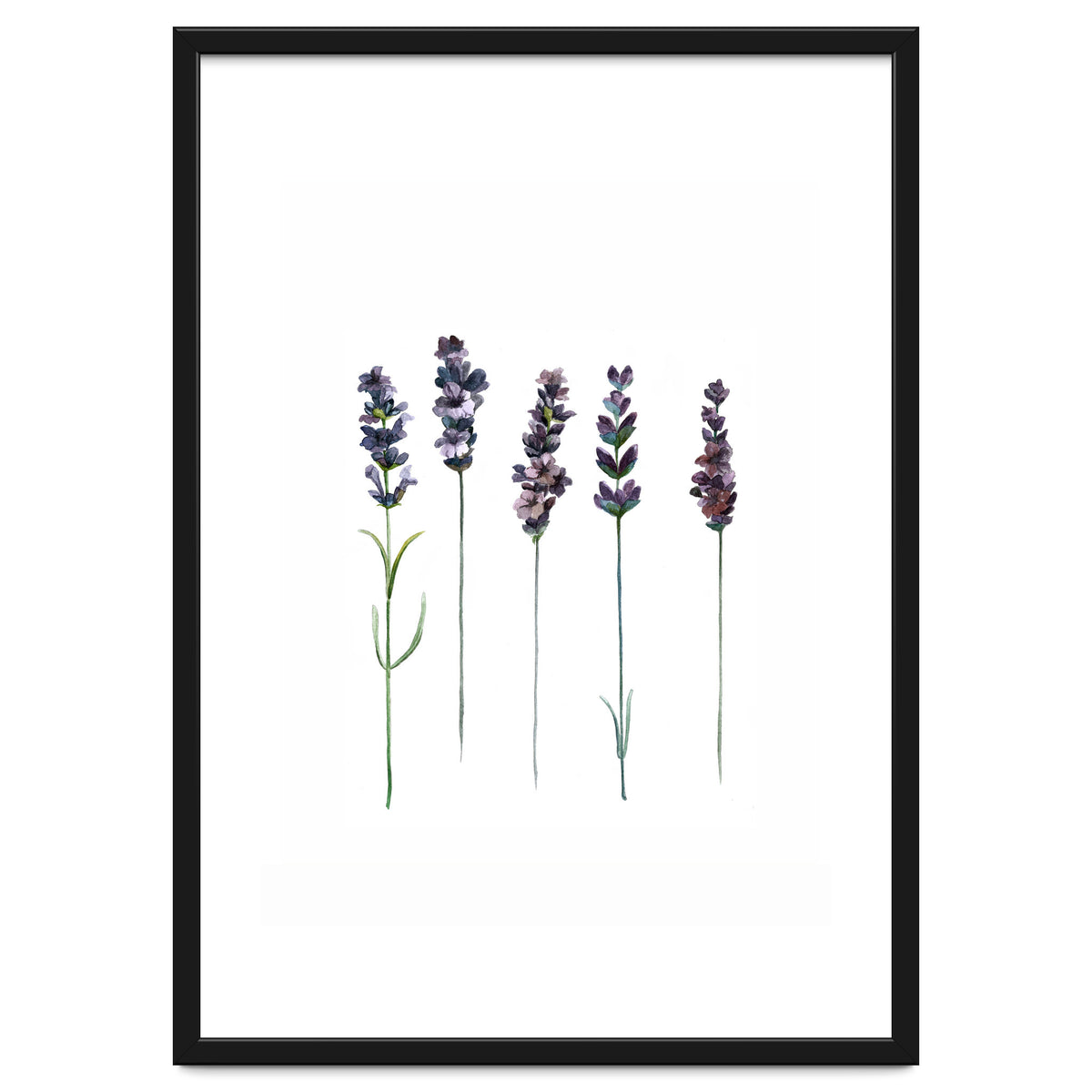 Botanical Illustration Lavender