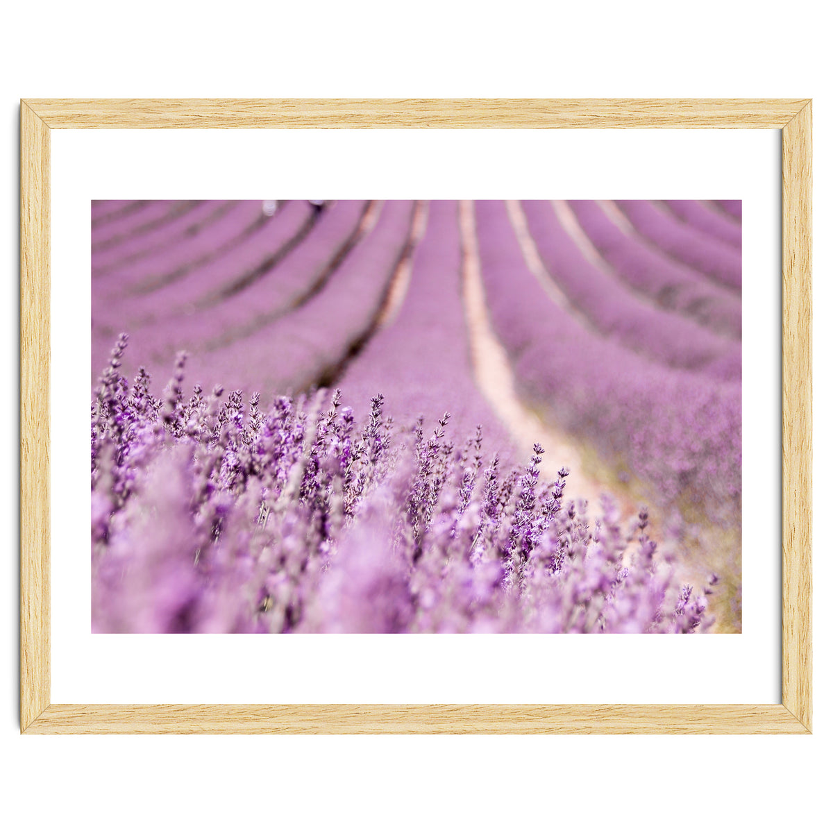 Lavender Happiness