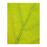 Autumn Leaf (Print Only) thumbnail