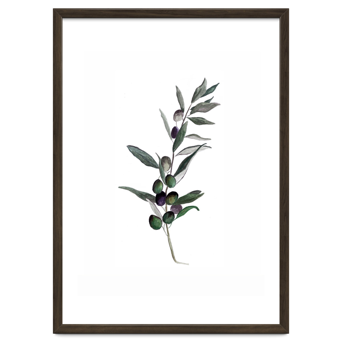 Botanical Illustration Olive