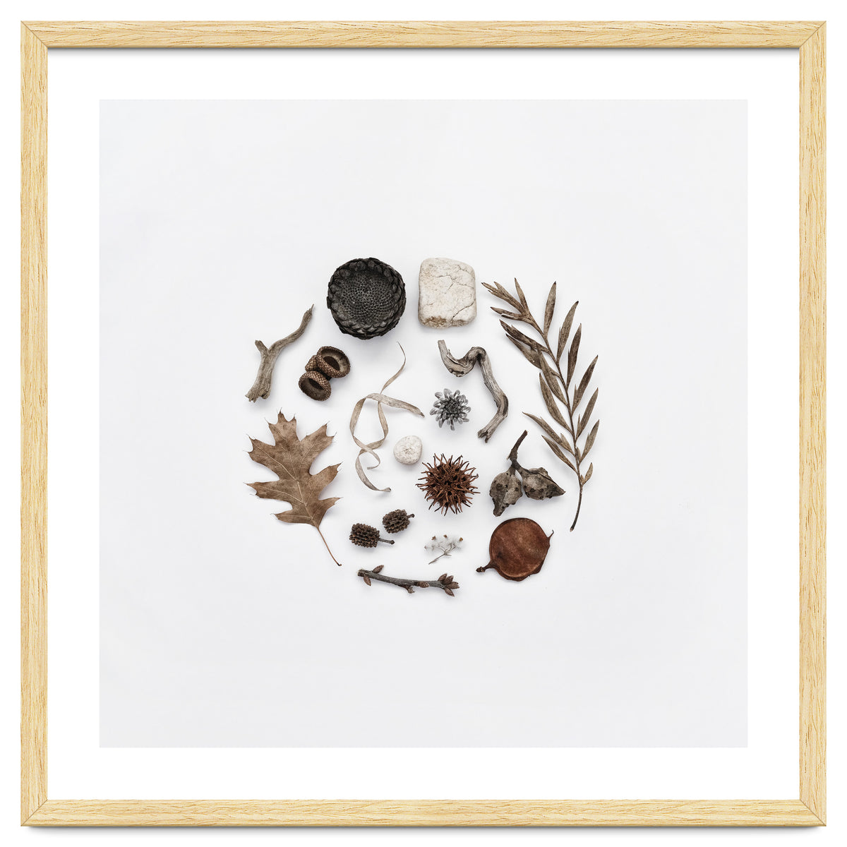 Treasures From Nature No. 2 - Square