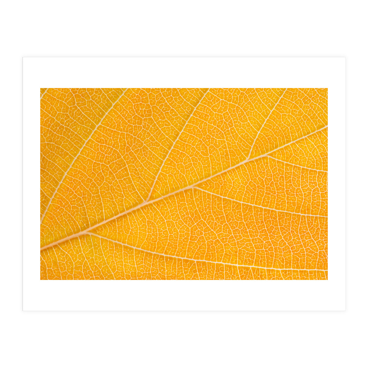 Autumn Leaf  (Print Only)
