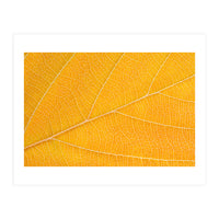 Autumn Leaf  (Print Only)